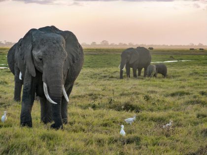 Eléphants dans le parc national Amboseli